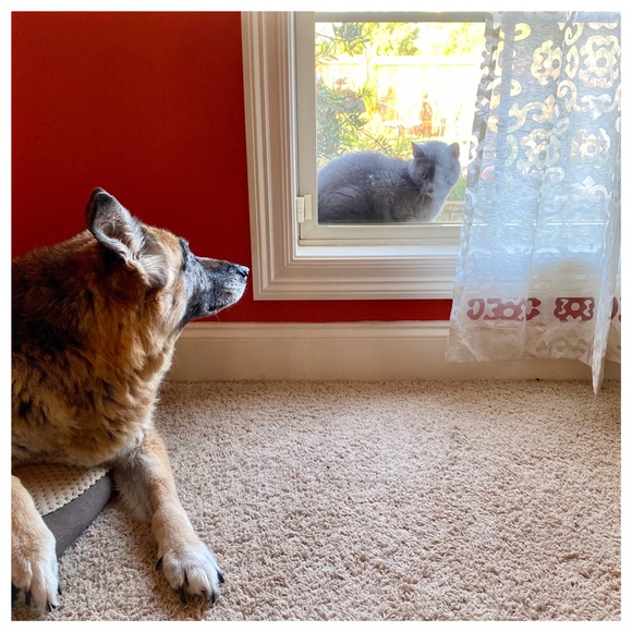 Meet your Posher, Gypsie - Picture 2 of 16